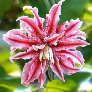 Crin Imperial Parfumat Double Magic Star – Pachet 3 Bulbi