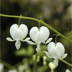 Dicentra - Spectabilis Alba – Pachet 1 Rădăcină