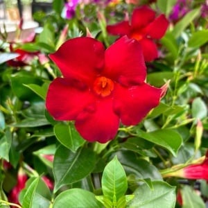 Dipladenia Rosie - Ghiveci p15-H 30-40 CM