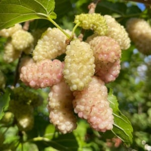 Dud Alb - Morus Alba, Rădăcină Ambalată