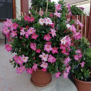 Floare terasă/balcon - Dipladenia Pink – Plantă la ghiveci - Aqua Flowers - Img 1