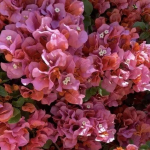 Floare terasă/balcon - Floarea de Hartie (Bougainvillea sanderiana) – Cyclam – Ghiveci 2L - Aqua Flowers - Img 3