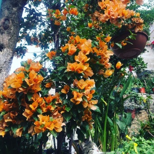 Floarea de Hartie (Bougainvillea sanderiana) – Portocalie – Ghiveci 2L - Img 3