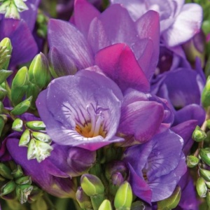 Frezie Double Purple – pachet 10 bulbi - Img 2