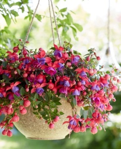 Fuchsia Cercelus curgatoare cu flori - Sacha - Ghiveci P 12 - 20 - 30 cm