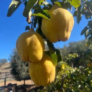 Gutui Cydonia - Anul 2-3 - Rădăcină Ambalată