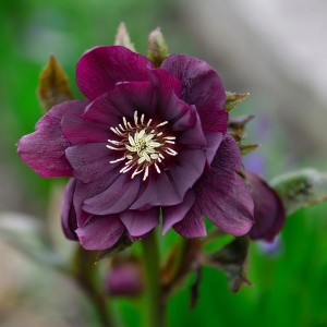 Helleborus - Spânz - Double Ellen Purple – Pachet 1 Rădăcină - Img 2