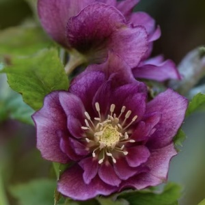 Helleborus - Spânz - Double Pink Nova Viv – Pachet 1 Rădăcină - Aqua Flowers - Img 2