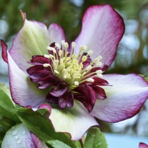 Helleborus - Spânz - Sugar Plum – Pachet 1 Rădăcină - Img 3