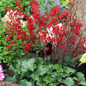 Heuchera Sanguinea Leuchtkäfer - Ghiveci - H 20-30 cm