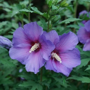 Hibiscus Pomisor mov - Ghiveci 3L - H 90-110 CM - Img 2