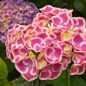 Hortensia Macrophylla - Bicolor Bavaria Pink - Ghiveci 2L