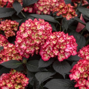 Hortensia Macrophylla - Eclipse - Ghiveci 2L - Img 2
