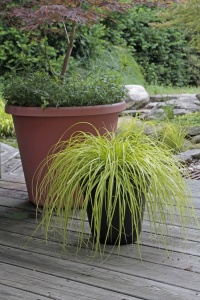 Iarba decorativă aurie - Festuca glauca 'Amigold' - Ghiveci - Inaltime la livrare 20-30cm Aqua Flowers - Img 3