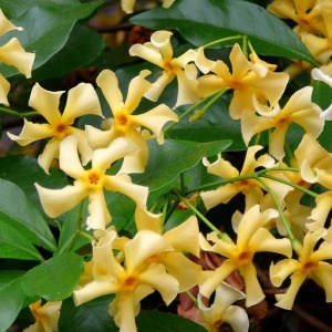Iasomie Trachelospermum jasminoides 'Star of Toscana' - Ghiveci - H 60-70 cm