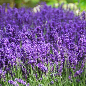 Lavanda angustifolia 'Forever Blue' - Radacina Ambalata - H 30-40cm