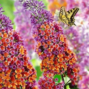 Liliac de vara - Buddleja Flower Power - Butterfly Candy - Ghiveci 2L