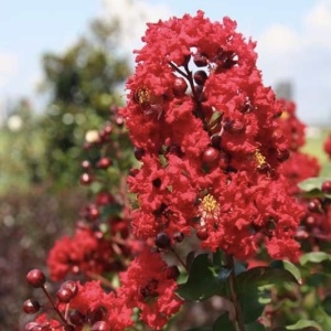 Liliac Indian – Indica Red – Ghiveci 2L - Img 2