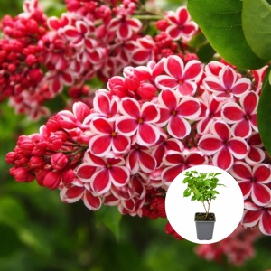 Liliac Syringa – bicolor alb cu roșu - Ghiveci P9