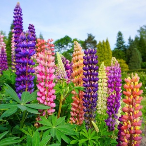 Lupinus - Mix – Pachet 3 rădăcini - Img 3