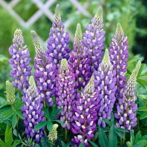 Lupinus - Purple – Pachet 1 Rădăcină - Aqua Flowers - Img 1