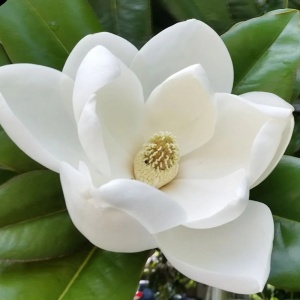Magnolia Grandiflora Little Gem - Ghiveci 3L - H 60 - 70 cm