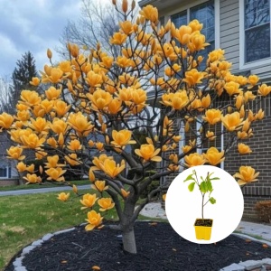 Magnolia Orange River – Ghiveci P9 - H 30 cm