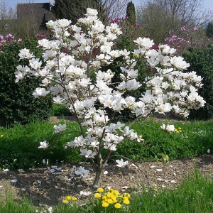 Magnolia Soulangeana Alba Superba - Ghiveci 3L  - Img 2