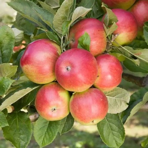 Măr Idared - Anul 2-3 - Rădăcină Ambalată