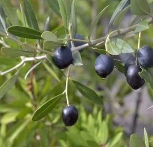 Maslin Kalamon Aclimatizat – Ghiveci anul 4 – H 110 cm - 120cm