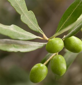 Maslin Olivia Aclimatizat – Ghiveci 2L