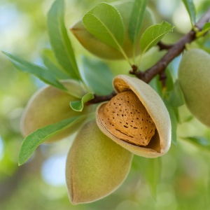 Migdal Genco - Rădăcină Ambalată Anul 3