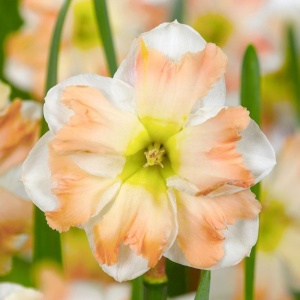 Narcise - Cum Laude – pachet 3 bulbi