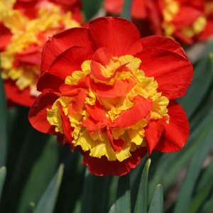 Narcise Duble - Firestorm Glory – Pachet 3 bulbi