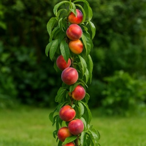 Nectarin Columnar Madego - Anul 2-3 - Rădăcină Ambalată