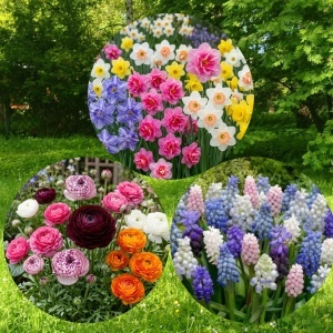 Pachet Promo 30 Bulbi de Toamnă – Muscari Multicolor, Narcise Duble Mix, Ranunculus Carnival Mixt