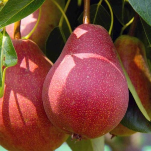 Păr Williams Roșu - Anul 2-3 - H 170-190 cm