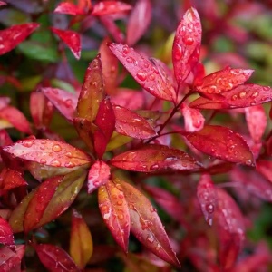 Photinia fraseri Red – Ghiveci P12 - Img 3