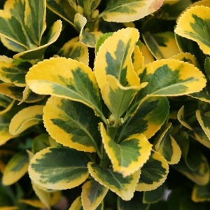Plantă de exterior - Euonymus japonicus - Marieke – Plantă la ghiveci - Aqua Flowers - Img 2