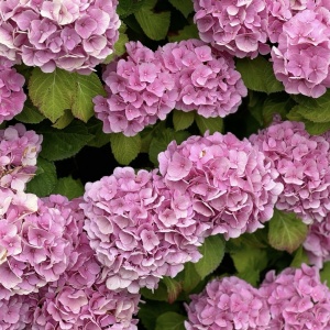 Plantă decorativă - Hortensia Hydrangea - Schoene - Ghiveci 2L