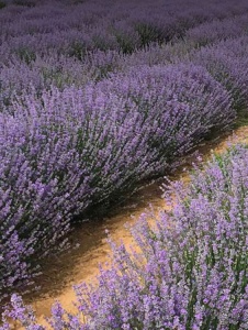 Plantă decorativă - Lavanda - Aqua Flowers - Img 2