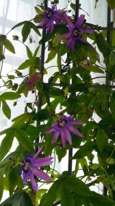 Plantă decorativă - Passiflora caerulea Lavender Lady - ghiveci 2L - Img 2
