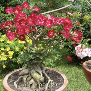 Plantă interior - Adenium Anouk Rosu - Trandafirul Desertului - Ghiveci - Img 2