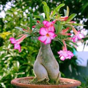 Plantă interior - Adenium