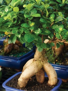 Plantă interior - Ficus Bonsai Ginseng - Aqua Flowers - Img 2