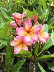 Plantă interior - Plumeria - Aqua Flowers - Img 3