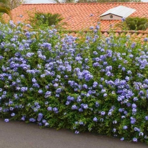 Plumbago – Floarea Dragostei – Azur – Ghiveci 2L - H 50 - 60 cm - Img 2