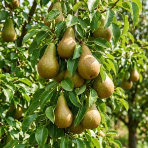 Pom Fructifer – Livrare din 15 septembrie- Păr Conference – Rădăcină Ambalată- Anul 3