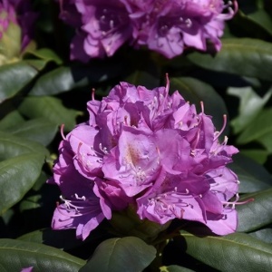 Rhododendron - Catawbiense Grandiflora - Ghiveci 5L - Img 2