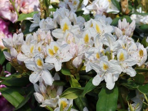 Rhododendron Madame Masson Inkarho - Ghiveci 2L H 50 - 60 cm - Img 2